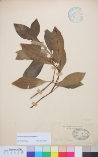 Specimen thumbnail